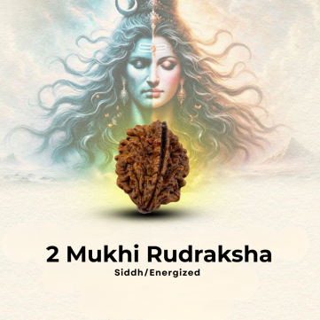 2 Mukhi Rudraksha